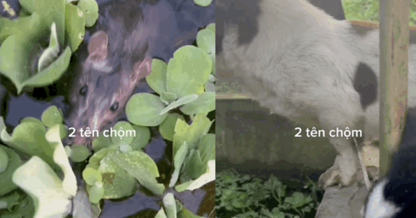 The owner of the snail farm discovered two “skillful” thieves sneaking into the pond to eat clean, caught in the battle still “big mouth” arguing back!