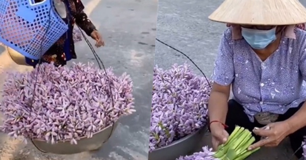 From the clip “million views” carrying the most unique vegetable in the West spread on the internet, what is so delicious about hyacinth flowers that everyone loves so much?