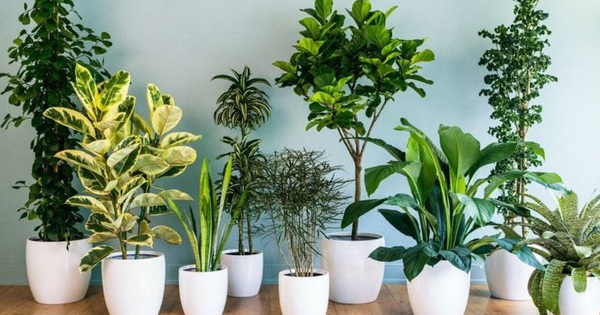 4 types of feng shui plants that keep growing in the house are a happy career, good fortune comes