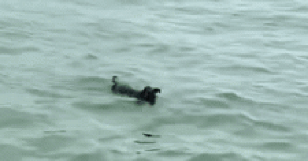Clip of a forgotten dog in the middle of Ha Long Bay, swimming to the boat of tourists looking for help
