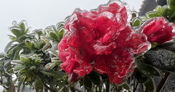 Frost covers the top of Fansipan, an interesting sight that makes visitors fall in love with the last day of March