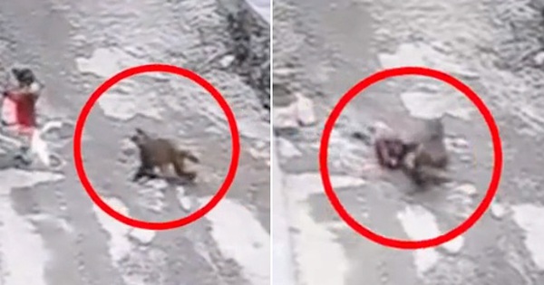 A 3-year-old boy was dragged by a wild monkey by his shirt, fortunately his neighbors rescued him in time