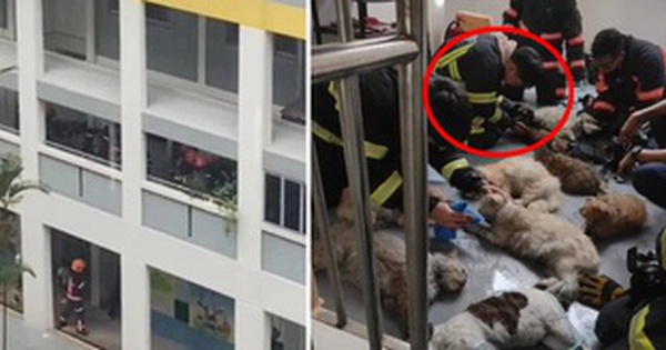 14 cats were saved from the burning apartment, the strange but loving scene that happened afterwards made everyone admire