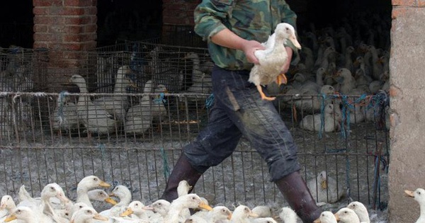 China detects world’s first human case of H3N8 bird flu