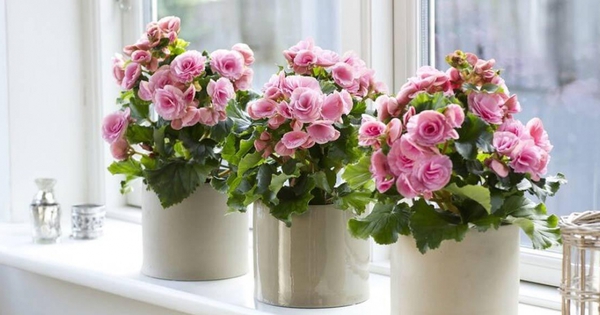 If you want your living space to be always bright and full of life, you definitely cannot ignore these plants worth growing in your home