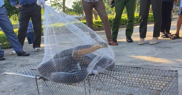 The fire discovered that the king cobra was more than 3m long and crawled into the school