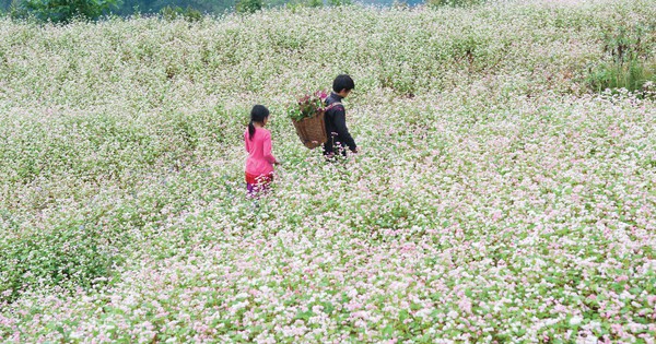 Ngỡ ngàng ngắm hoa tam giác mạch 