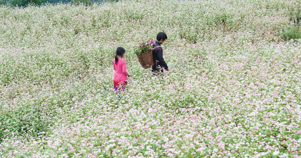 Surprised to see the “out-of-season” buckwheat flowers in Ha Giang, making many visitors surprised and excited