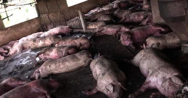 Lightning struck and killed more than 200 pigs