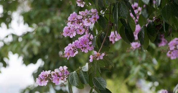 Lilac flowers bloom, “dyed purple” on the streets of Hanoi