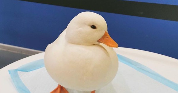 The trend of raising ducks calls