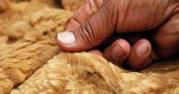 Few people know the truth about the most expensive wool in the world, even money can’t buy it