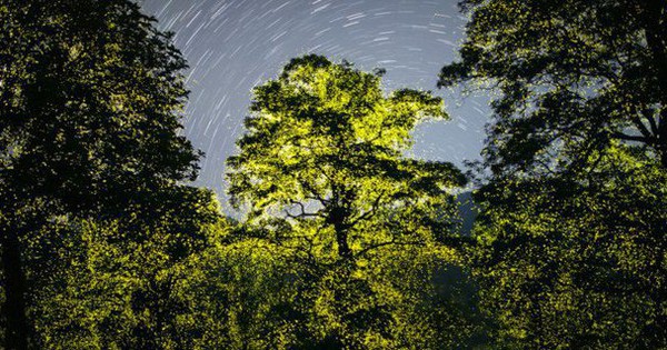 Witnessing the “rain of fireflies” that lights up the reserve at night, the photographer captures the moment that makes people swoon