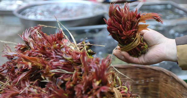 The sage plant grows wild in Vietnam, although it is poisonous, Chinese people still buy and eat at sky-high prices