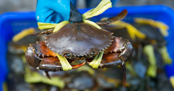 Real sea crabs are sold “as cheap as giving”, only 39,000 VND / fish