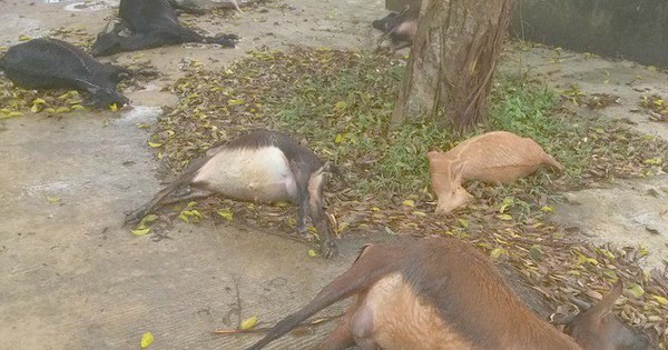 The goats died abnormally when entering the cemetery to eat grass