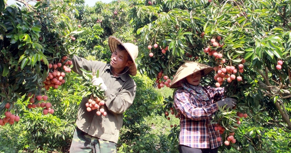 Một loại quả Việt Nam thắng lớn tại Nhật, thương nhân Trung Quốc nườm nượp tìm mua