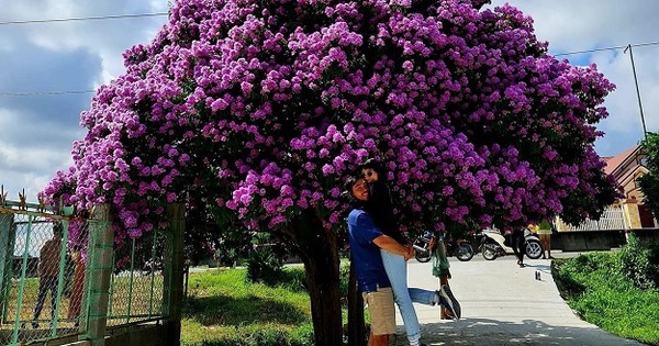 The most famous mausoleum tree in Binh Thuan makes netizens admire and invite each other to check-in