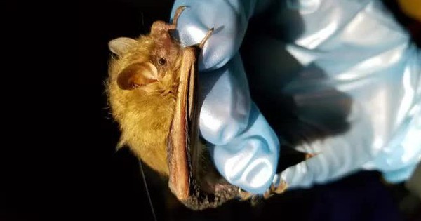 Transmission of thousands of new pathogenic viruses from bats due to climate change