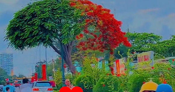 The phoenix flower tree is the hottest in Vung Tau, causing netizens to nod their heads: “It is true that there are 1-0-2”