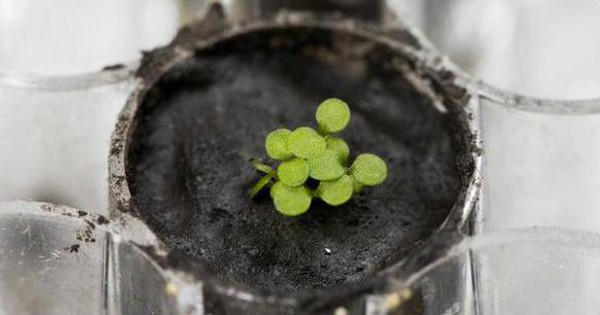 For the first time growing plants with lunar soil, scientists open up the potential of extraterrestrial farming