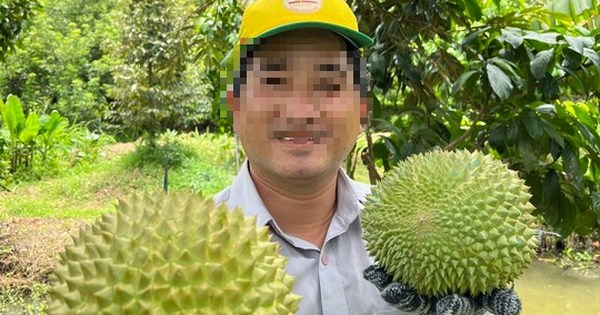 Musang King durian costs 800,000 VND/kg