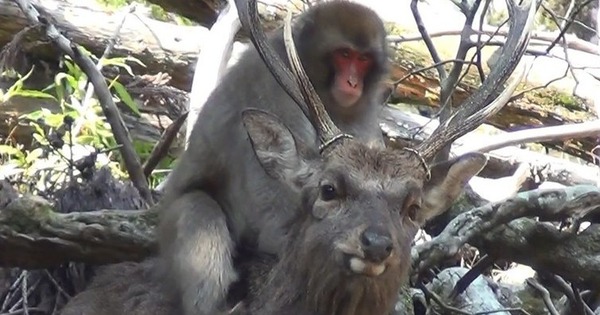 Bất ngờ, giờ đây loài khỉ Nhật Bản đã biết cưỡi hươu!