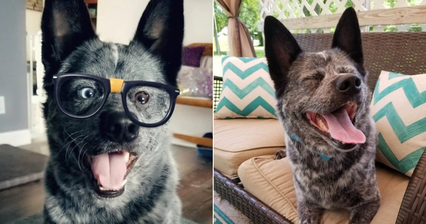 The touching story of the happiest dog in the world