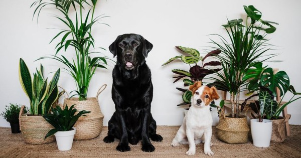 9 plants harmful to pets that need to be removed immediately from the house