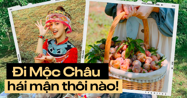 Take advantage of the season, invite each other to Moc Chau plateau to pick ripe red plums