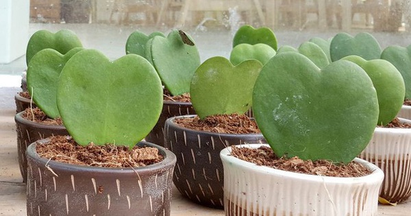 10 species of succulent plants that are so beautiful that you are ready to buy them right away