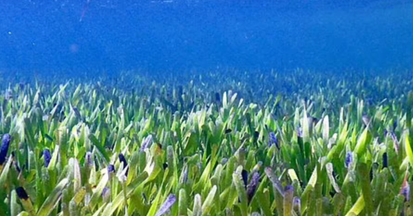 Close-up of the largest plant on Earth 200 km2 . wide