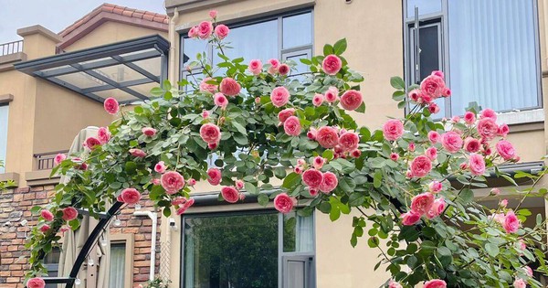 The 9x girl celebrates the age of 31 with a new house with a garden and after 300 days, the garden has bloomed full of flowers