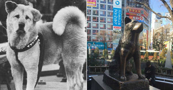Những chuyện ít người biết về Hachiko - chú chó đứng ở sân ga 10 năm đợi chủ