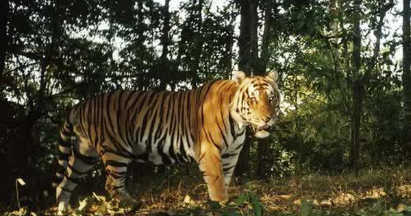 Thông tin mới về vụ hổ tự nhiên xuất hiện ở Vườn quốc gia Phong Nha