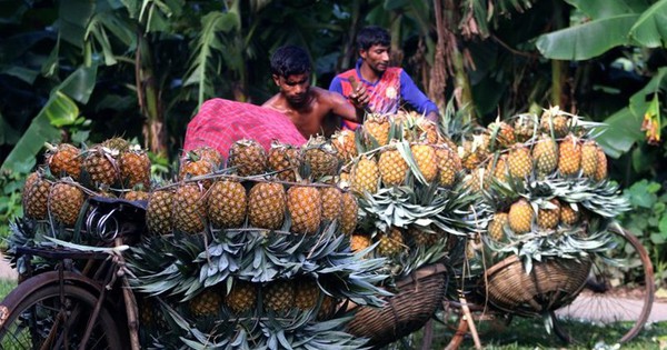 Mùa thu hoạch dứa nở rộ ở Bangladesh