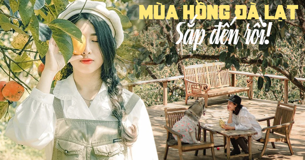 Sắp đến mùa hồng chín ở Đà Lạt, lưu ngay trọn bộ cẩm nang này để đi 