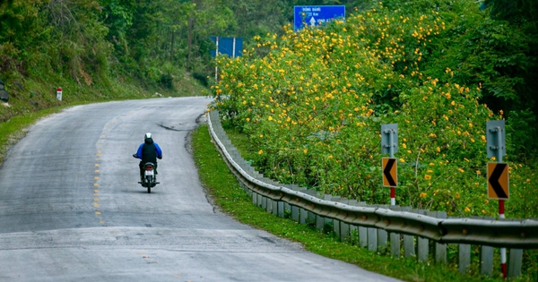 Ngắm sắc dã quỳ nhuộm vàng cung đèo Lùng Pa