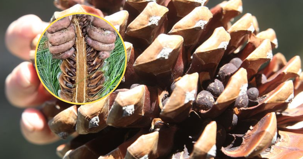 Loại hạt ở Việt Nam xưa rụng đầy gốc không ai lấy, nay lại thành đặc sản đắt đỏ cả nửa triệu/kg