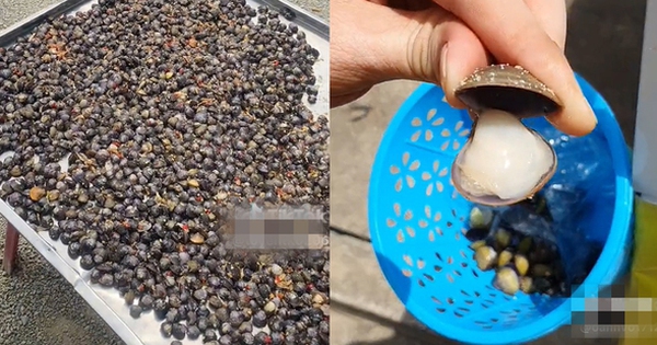 
                                    Cứ đến mùa nắng là lại nổi lên món ăn vặt đặc biệt làm chín hoàn toàn bằng ánh mặt trời nhưng không phải ai cũng biết