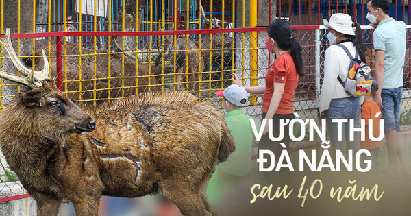 
                                    Những con vật đang sống ủ rũ, chật hẹp trong vườn thú duy nhất ở Đà Nẵng