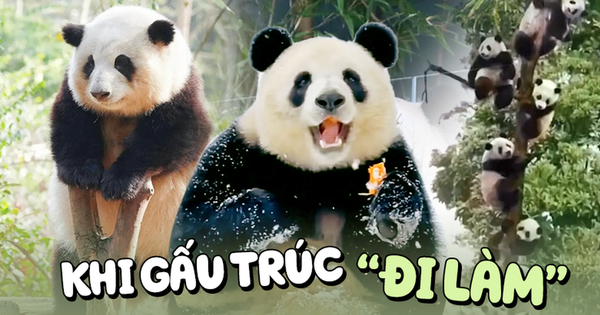 
                                    Những chú gấu trúc đang cực hot vì những cá tính riêng biệt làm liên tưởng đến các nhóm cá tính đại diện trong môi trường tập thể hay công sở