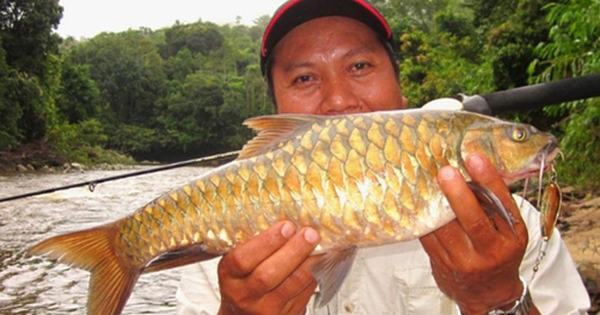 Đặc sản cá ''vong bất liễu ngư'' đắt hơn cả vàng vẫn được săn lùng