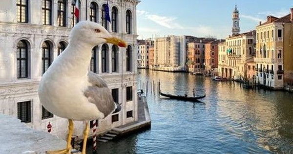 Chim hải âu giật đồ ăn, tấn công du khách ở Venice