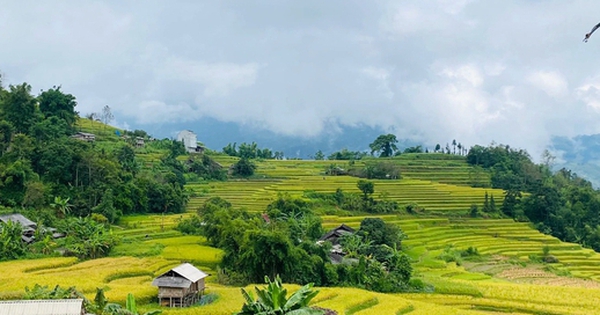 Ngắm nhìn mùa vàng rực rỡ ở vùng cao phía Bắc trong tháng 9