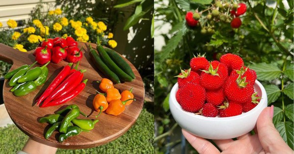 Quá mê làm vườn, hàng xóm nhường cả đất trước nhà cho trồng trọt: Thành quả vượt mong đợi!