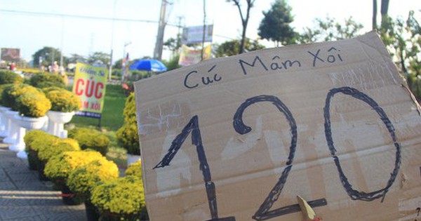 View - Cúc nở quá sớm, chủ vườn khóc ròng bán tháo trước Tết