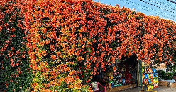 View - Đưa 2 gốc cây bị nhà giàu vứt bỏ về vườn nhà trồng, 15 năm sau được "báo ân": Gia chủ tiết lộ cơ duyên lạ