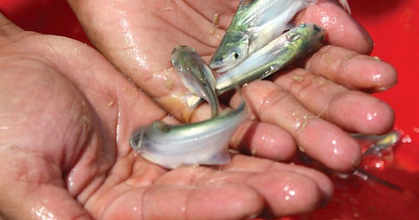 Việt Nam sở hữu ‘kho báu’ dưới lòng sông: Giá lên đến 350.000/kg, thịt thơm ngọt