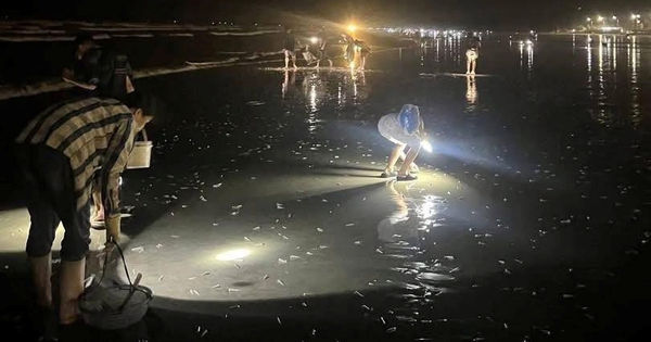 Nửa đêm cả làng rủ nhau đi mò “lộc trời”, có người gom cả chục kí, dùng bao tải mới mang về nổi